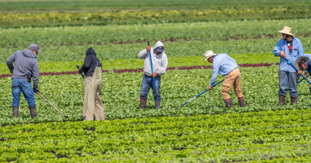 Job Opportunities in the Agriculture Industry