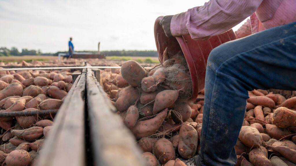 Worker pours harvested sweet potatoes into crate on North Carolina farm.