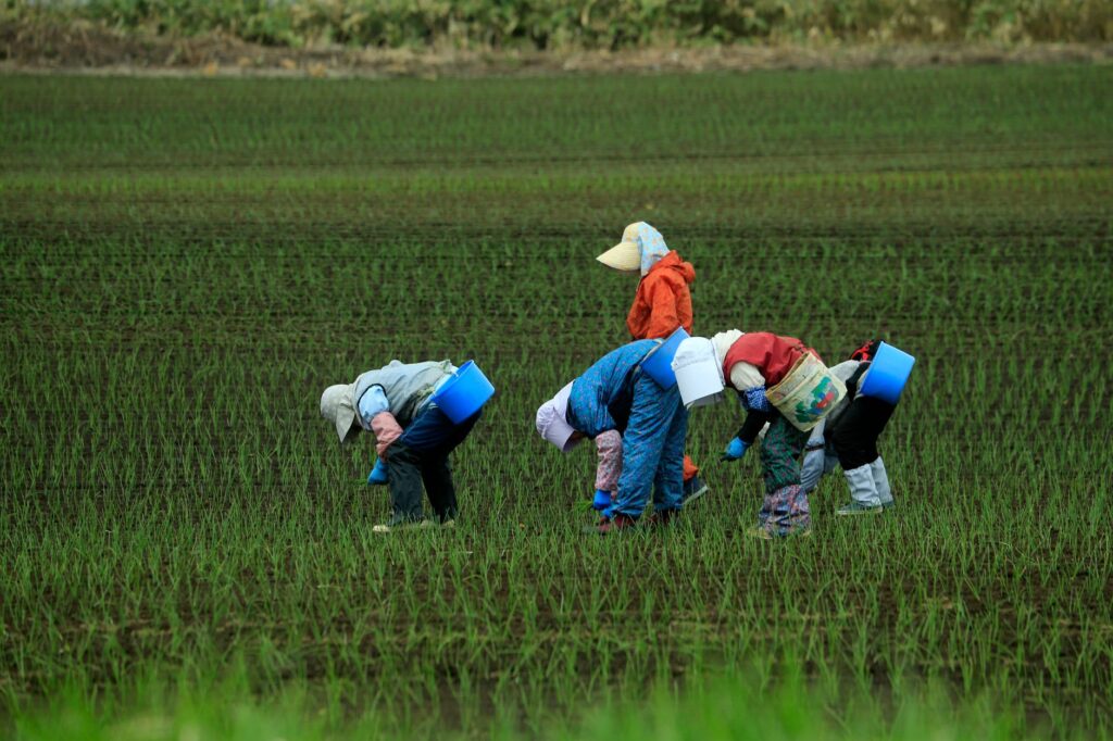 Farmers diligently planting rice in a verdant field, showcasing traditional agriculture.