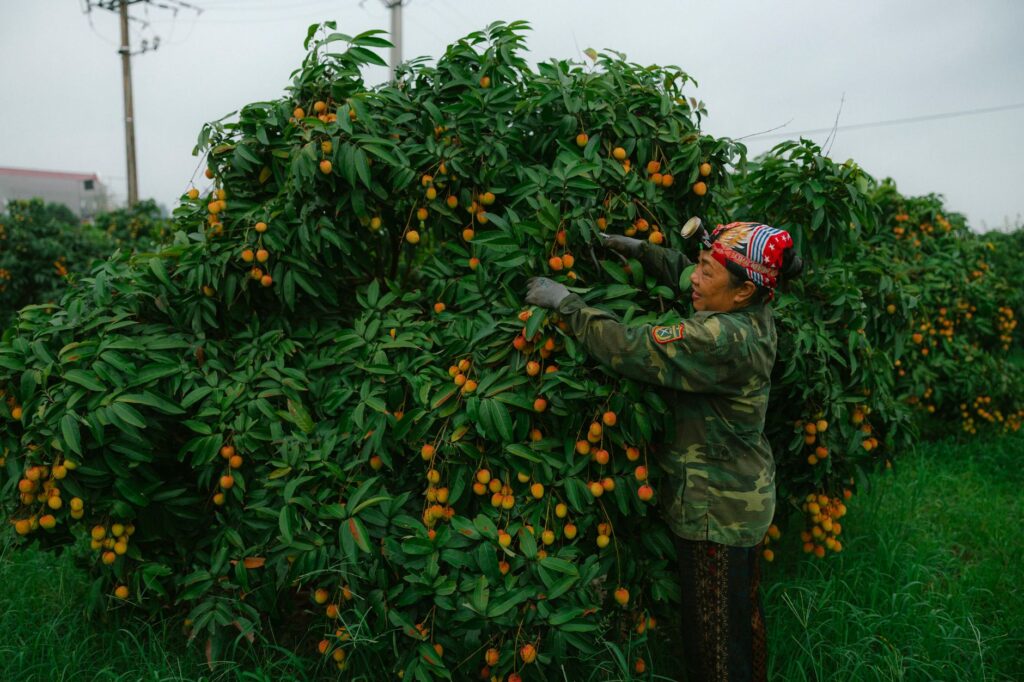 Fruit Picker & Packer Jobs in Canada (2027): Requirements, Pay & How to Apply