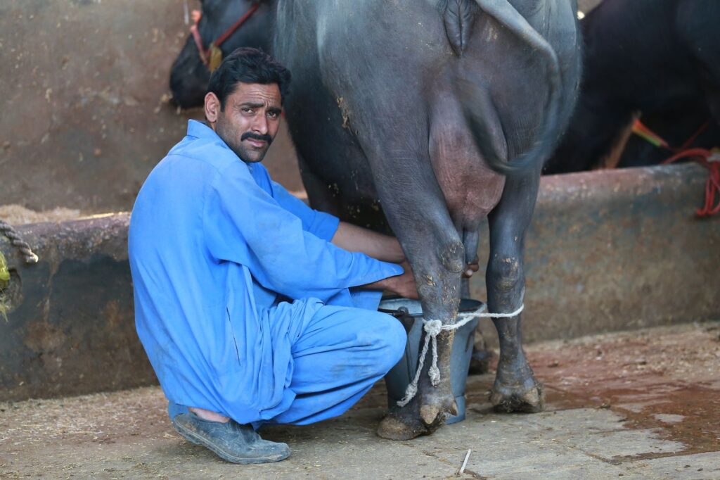 A farmer in a blue outfit milking a buffalo at a farm in Karachi, Pakistan.