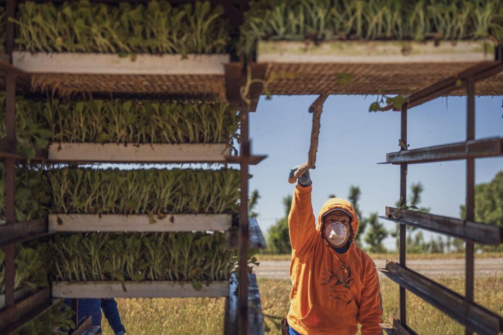 A farm worker arranges seedling trays outdoors under a sunny sky.