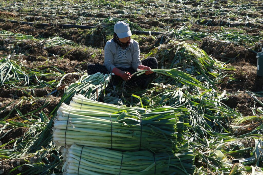A person sitting in a field, harvesting and bundling leeks under sunlight in an agriculture field.