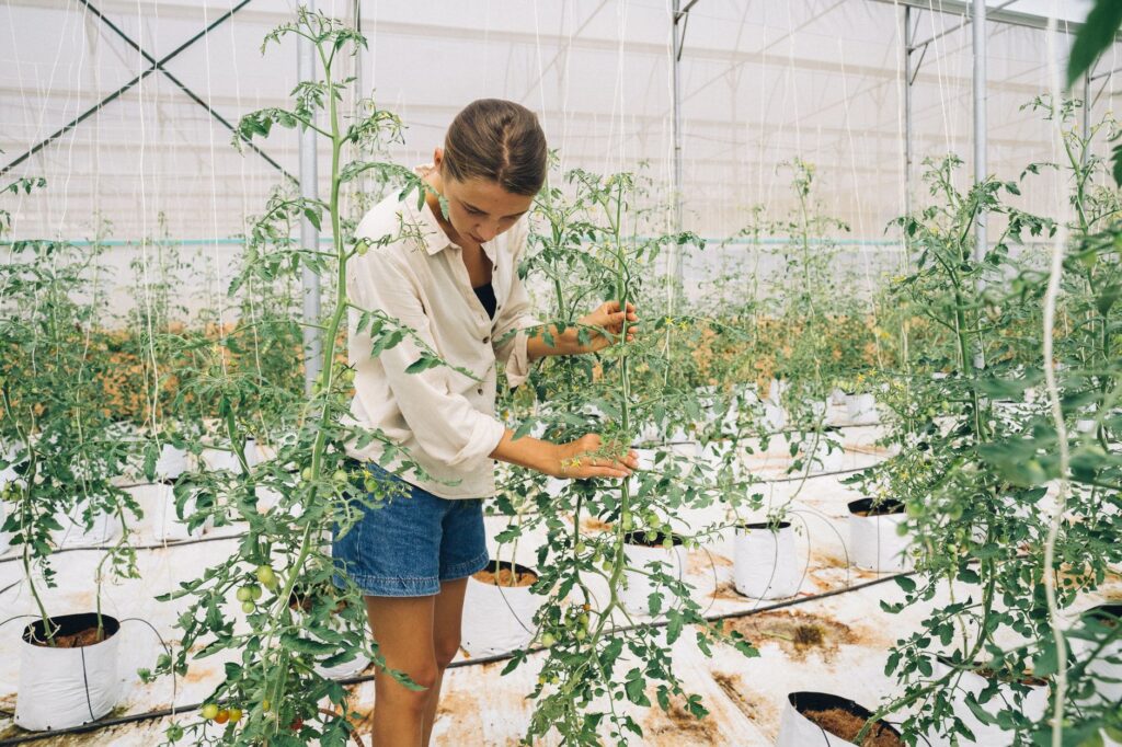 A female farmer carefully tending tomato plants inside a modern greenhouse.