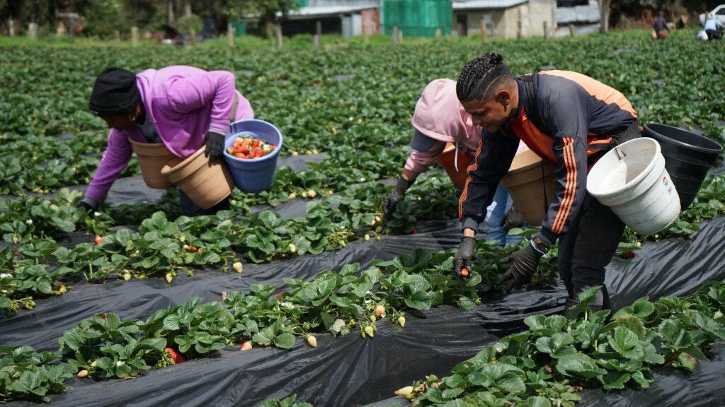 Farm workers picking ripe strawberries outdoors in a lush field.