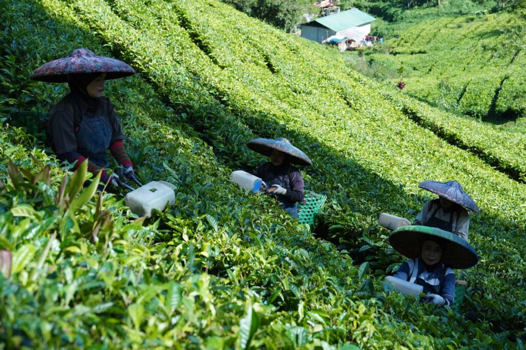 A group of women working on a tea plantation, harvesting leaves on a sunny day.