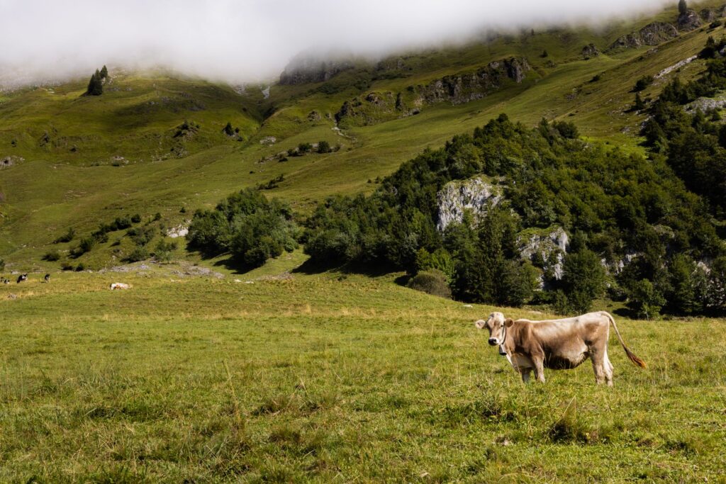 A serene view of a brown cow grazing in the lush Swiss Alps under a cloudy sky.
