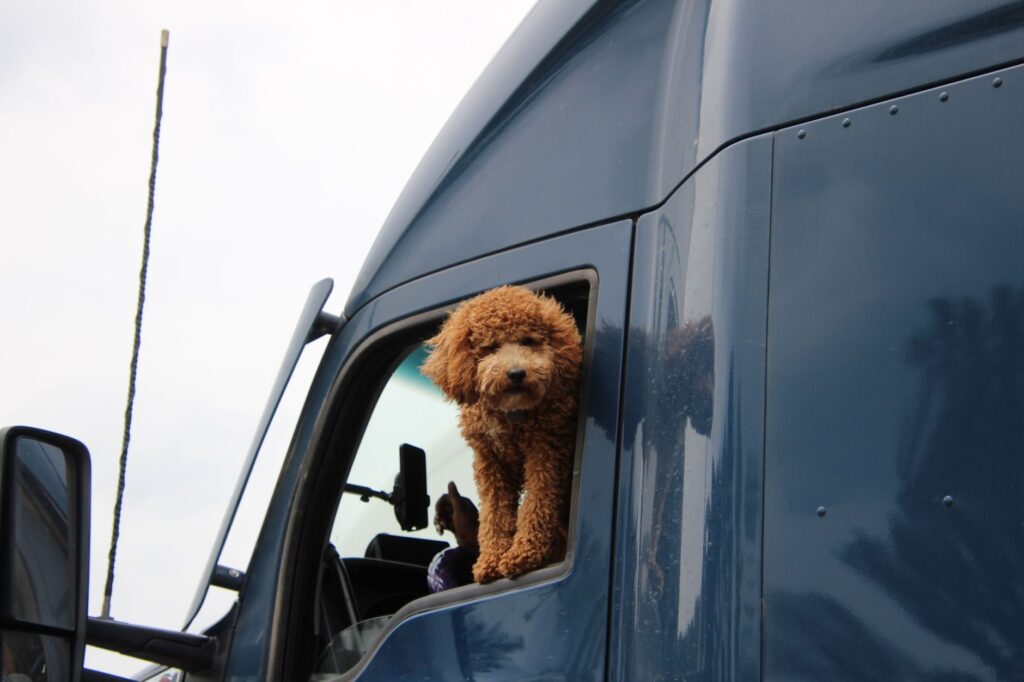 A curly-haired dog peeks out from a blue truck window in Toomsuba, Mississippi.